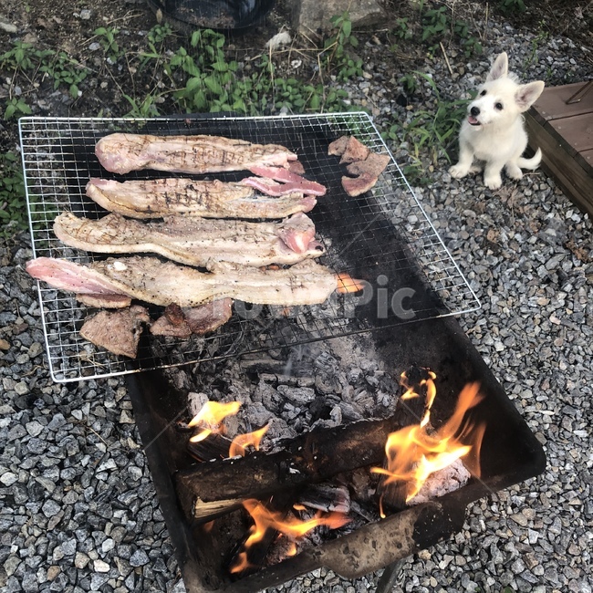 강아지,개,캠핑,고기,삼겹살,바베큐
