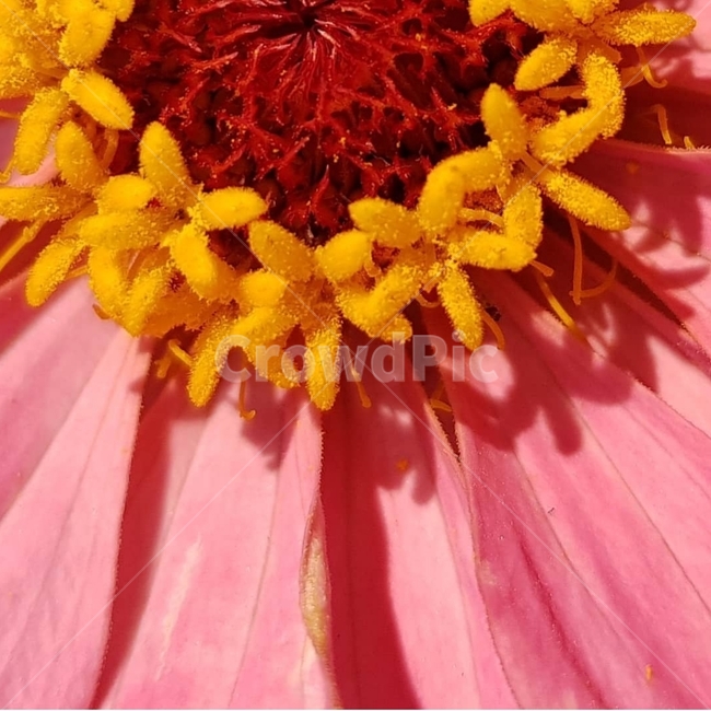 백일홍,초롱꽃목,국화과,한해살이풀,꽃,flower,식물도감,beautiful,zinniaelegans,개량,식물,순수,pure,감성,꽃줄기,총포조각,7월,순결,핑크,퍼플,속씨식물,쌍떡잎,들꽃,illustrated plant book,꽃잎,내화피,암술,꽃밥,화관,갈래꽃,통꽃,수분,花冠,petal,內花被,외화피,꽃가루,충매화,돌려나기,방사대칭,양성화,화엽,꽃대,노란꽃,노란색,pink,plant,식물,자연,plants,nature,꽃,flower