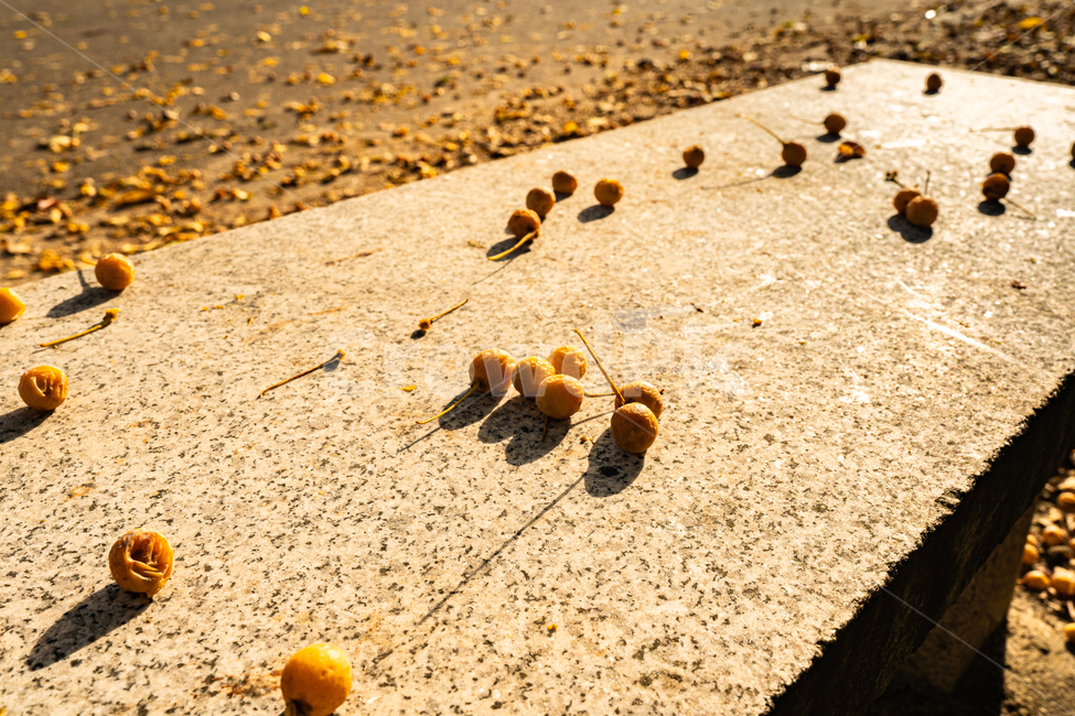 plant,식물,leaf,잎,ginkgo,은행,은행나무,가을,가을,계절,fall,autumn,season,ground,바닥,road,도로