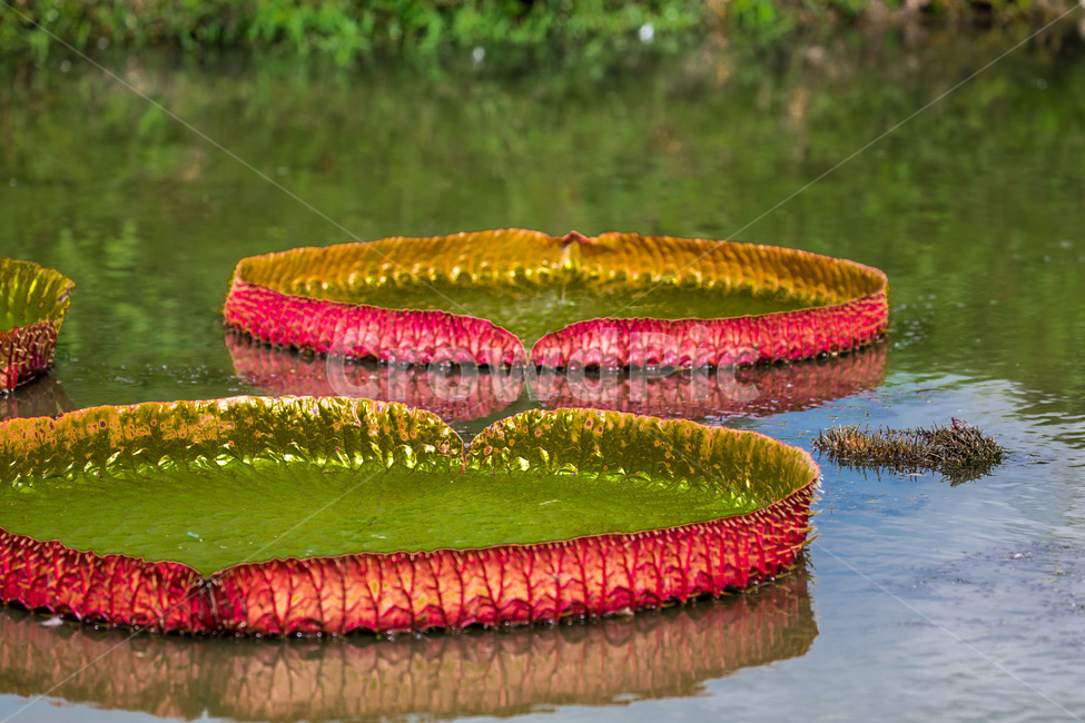 가시연꽃,연못,반영,문양,무늬,빅토리아연꽃,식물,자연,plants,nature