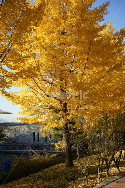은행나무,가을,가을풍경,자연,nature,autumnleaves,fall,autumn,koreanature,trees,colorful,yellow