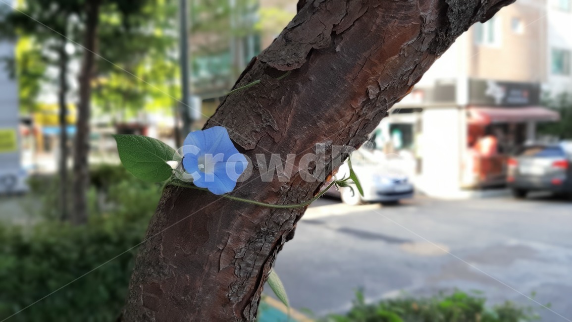 식물,야생화,꽃잎,꽃,plant,wildflower,flower,blossom,petal,식물,자연,plants,nature,꽃,flower,나무,trees,wood