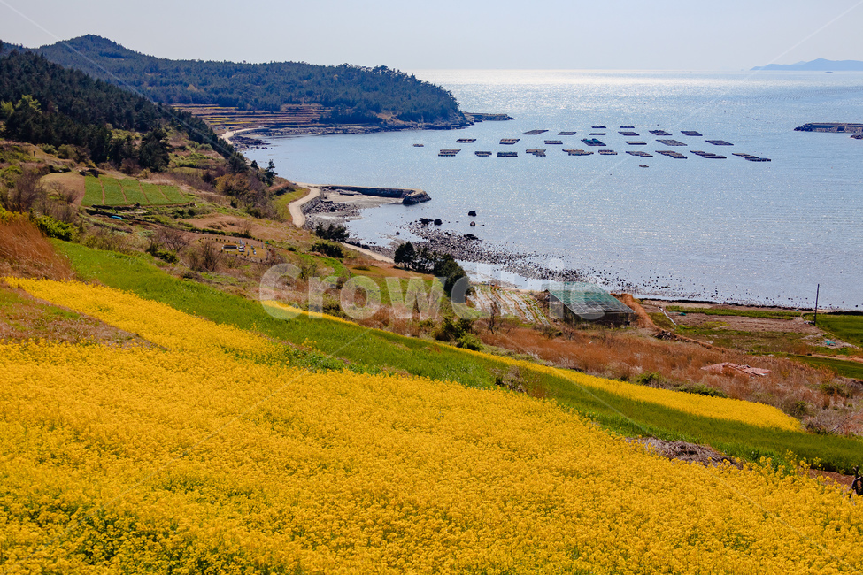 청산도,유채꽃,농촌,농업,경치,자연,풍경,nature,landscape,식물,plants,꽃,flower,outdoors,옥외,grassland,목초지,field,들