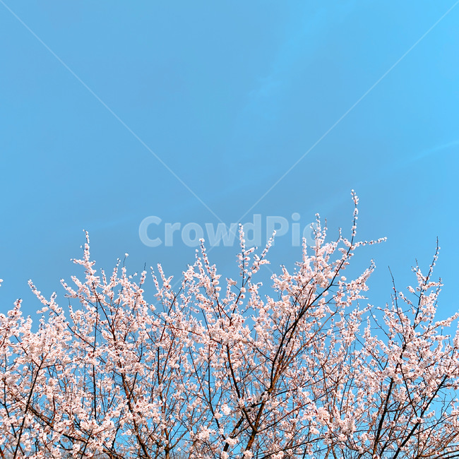 plant,식물,벚꽃,봄,spring,봄꽃,하늘,sky,꽃,flower