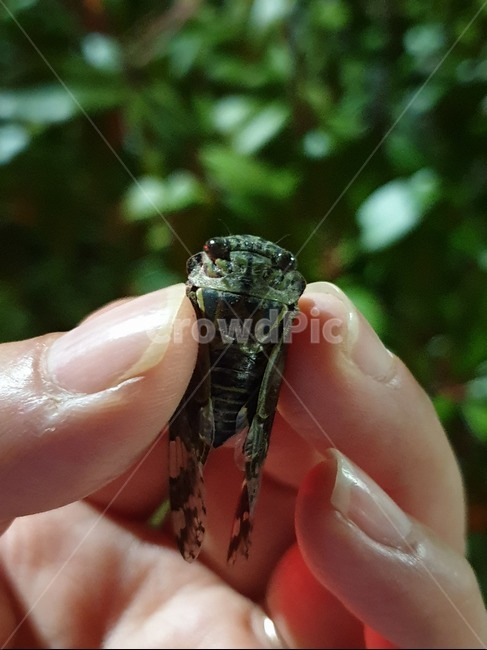 매미,곤충채집,cicada,손가락,자연,숲,맴맴,여름,곤충,벌레