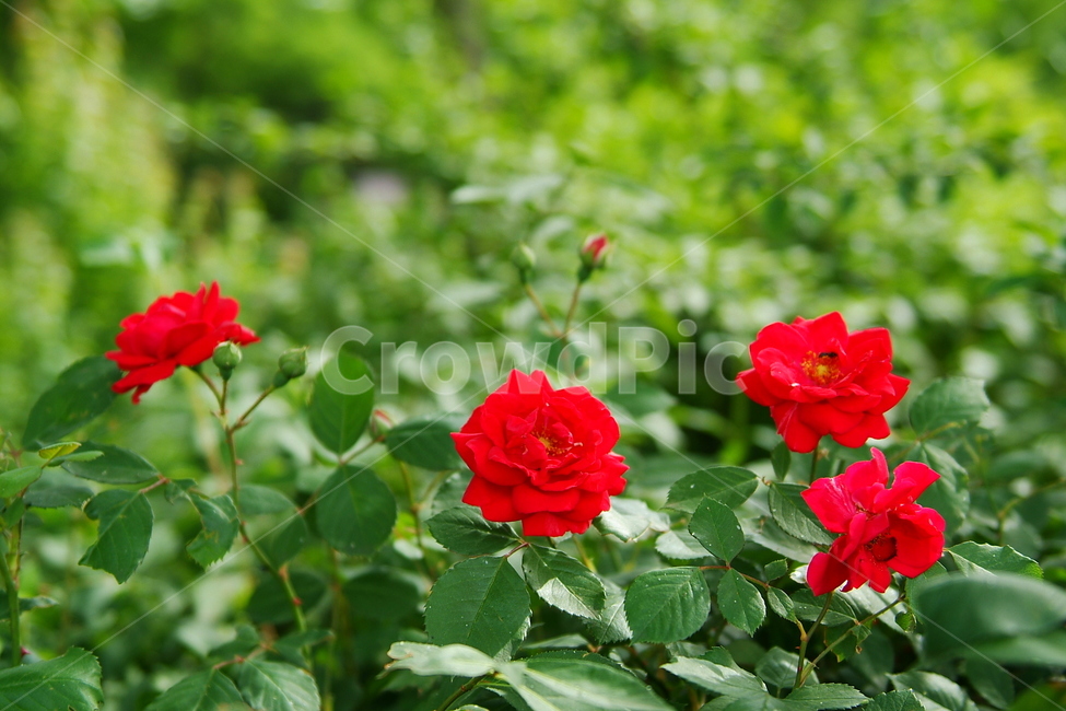 꽃,식물자연,plants,색깔,색상,색채,color,sense,flower,식물,꽃밭,가든,감성,접사