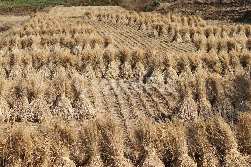 볏짚,짚단,가을들판,논,풍경,가을,계절,fall,autumn,season,산업,industry,industrial,농업,농사,agriculture,farming,farming industry,plant,식물,nature,자연