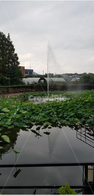 일산,분수,연꽃,자연,나무