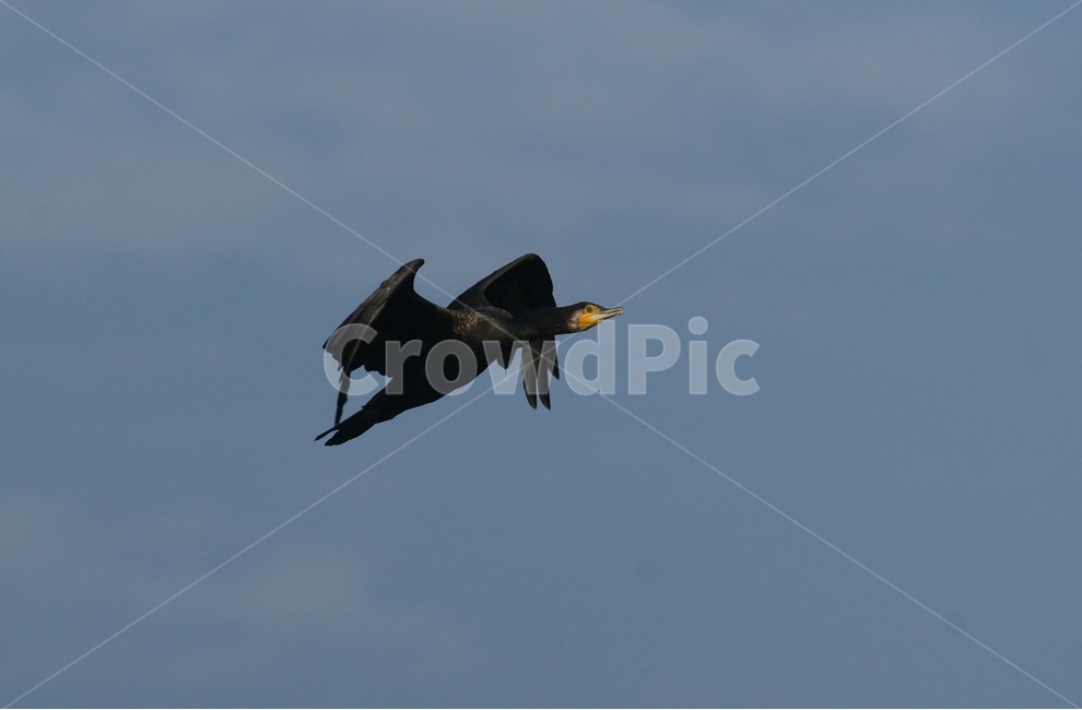 민물가마우지,가마우지,비행,조류,새,동물,animal,조류,새,birds