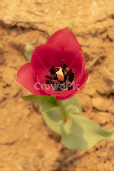 꽃,flower,chocolate,초콜릿,여름식물,튤립,nature,자연,식물,자연,plants,nature,꽃,flower,색깔,색상,색채,색감,color sense,color sensitivity,feeling of color