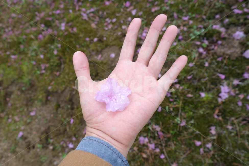 hand,손,꽃잎,봄,봄꽃,철쭉