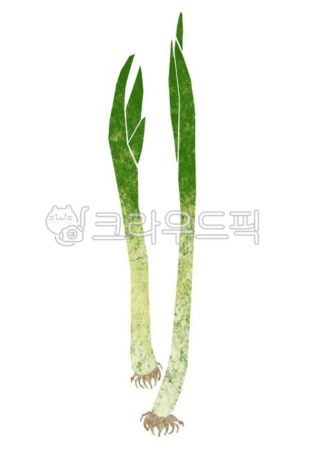 대파,리크,파,식재료,채소,음식,요리,일러스트