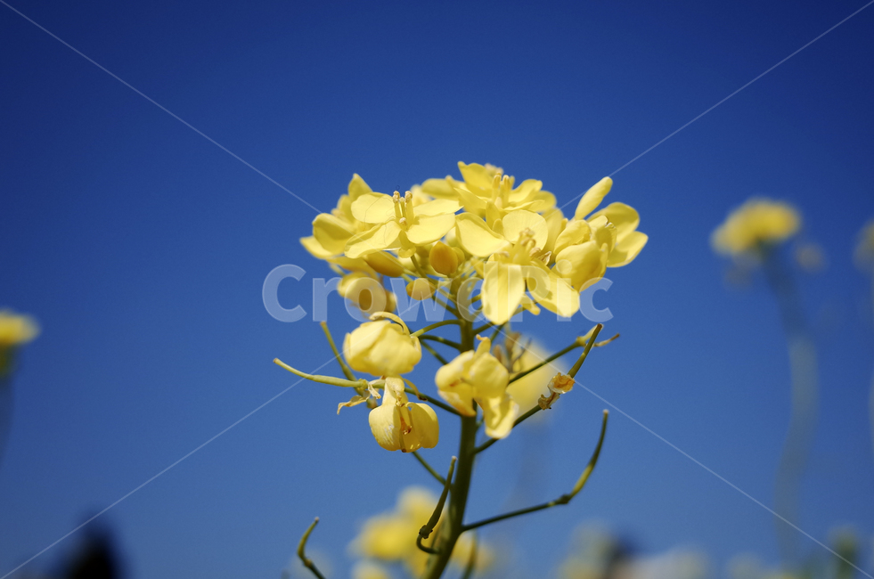 유채꽃,유채,봄꽃,봄,노란꽃,yellow,green,flower,꽃,plant,식물,초록