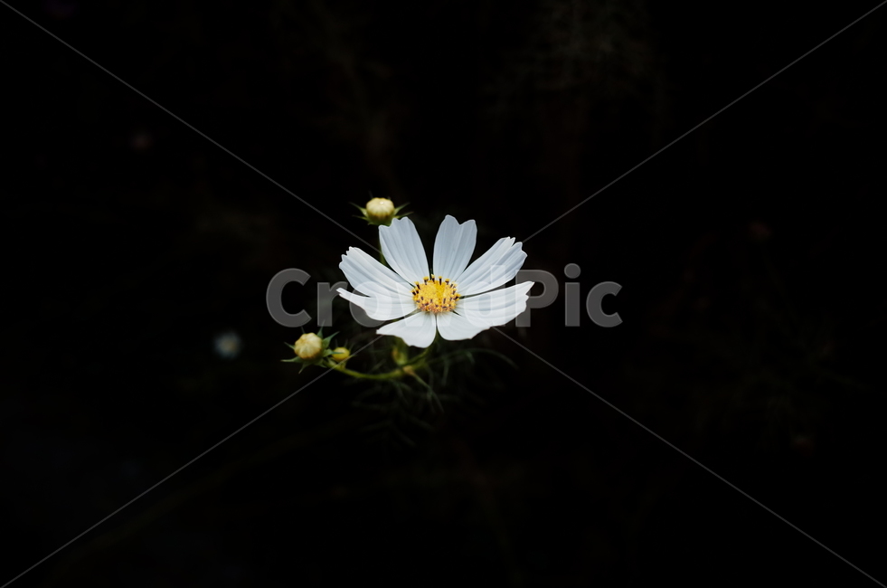 코스모스,하얀,화이트,어두운배경,접사,식물,자연,plants,nature,꽃,flower