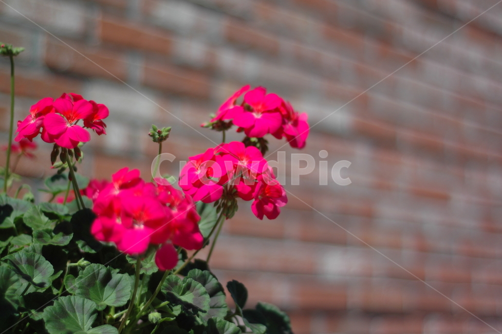 plant,식물,flower,blossom,꽃,geranium,제라늄,벽돌,벽돌배경