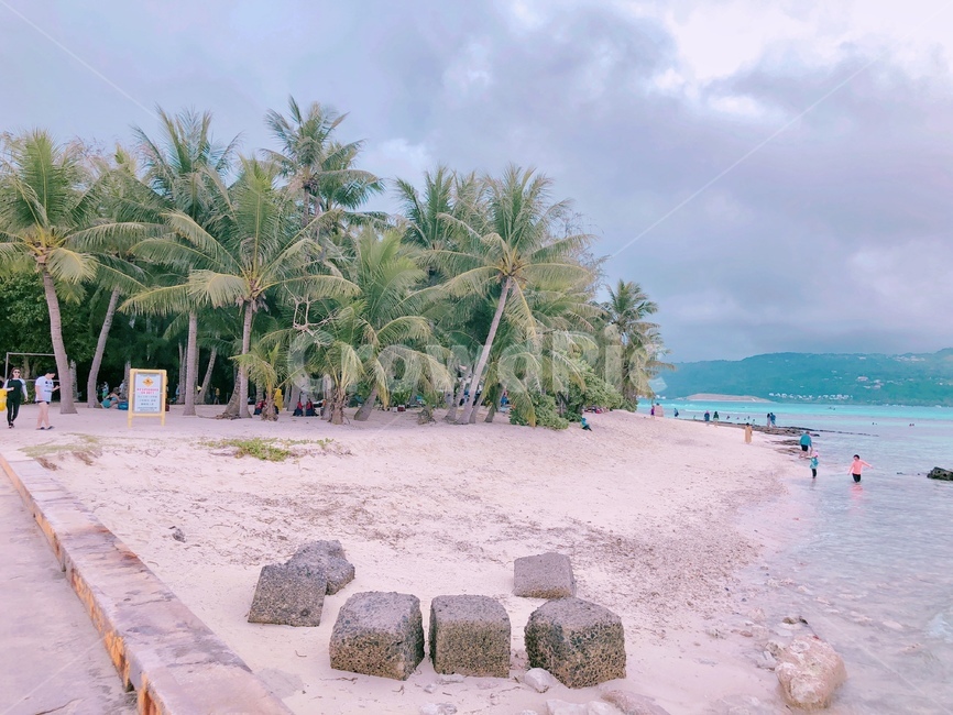 야자수,바다,섬,야자나무,palm,palmtree,ocean,beach,island