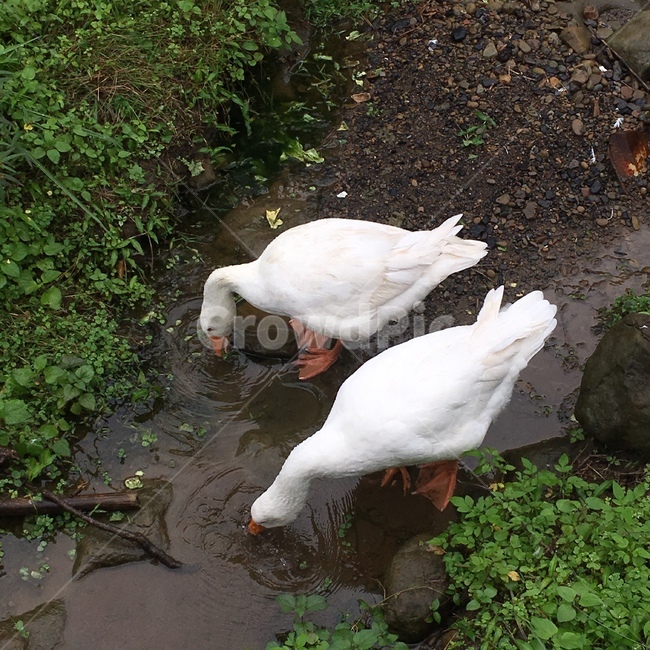 백조,하얀백조,swan,whiteswan,비,rain,동물,animal,조류,새,birds