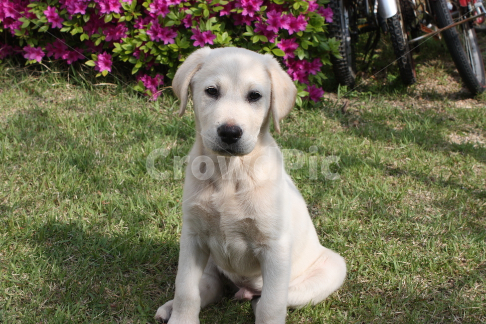 강아지,귀요미,멍뭉이,애완견,리트리버,댕댕이,dog,pet,귀여운,동물,animal,포유류,mammal,개,강아지,dog,doggy
