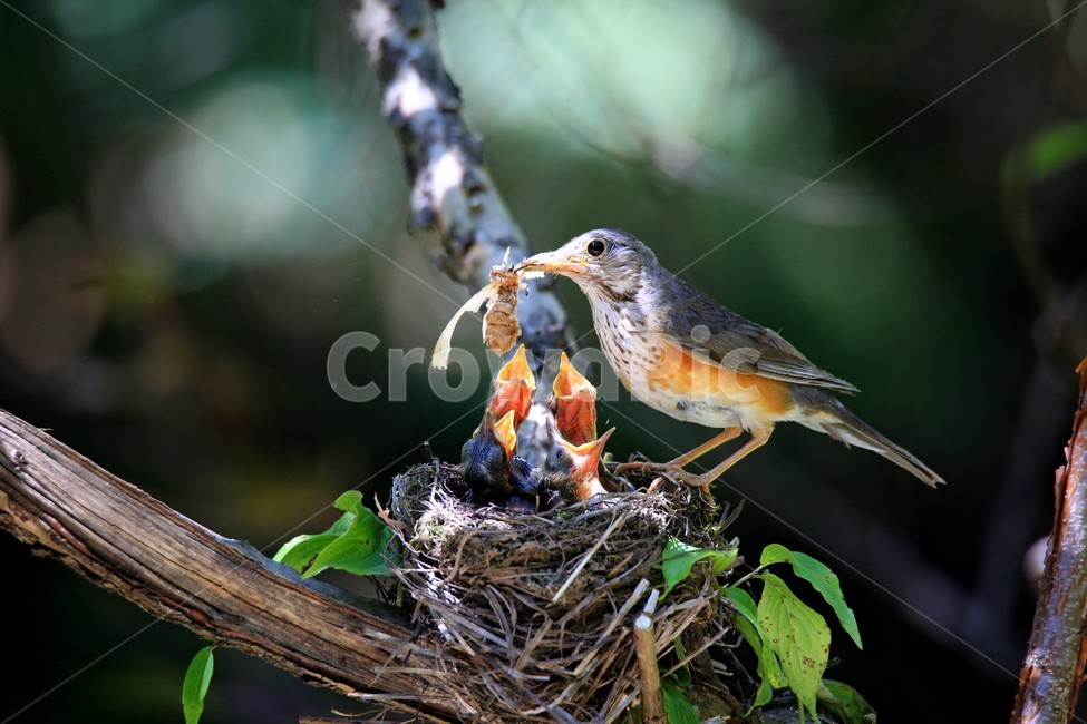 조류,감성,모정,가족,사랑,동물,animal,조류,새,birds