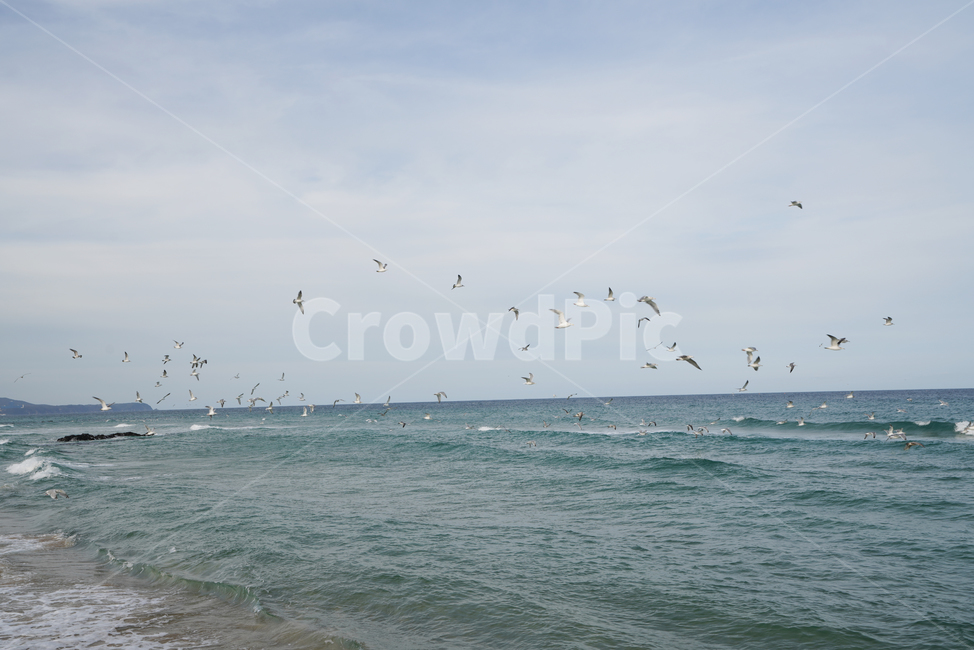 대진,해수욕장,파도,beach,animal,동물,leisureactivities,모험,adventure,레저활동,ocean,대양,outdoors,sea,물,water,자연,nature,옥외,바다,해변,바다,beach,sea