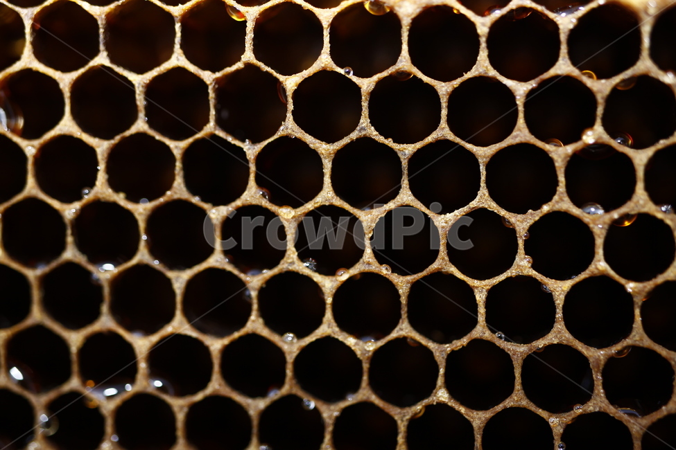 벌집,패턴,육각형,hive,hexagon,자연,풍경,nature,landscape,food,음식,honey,꿀,honeycomb