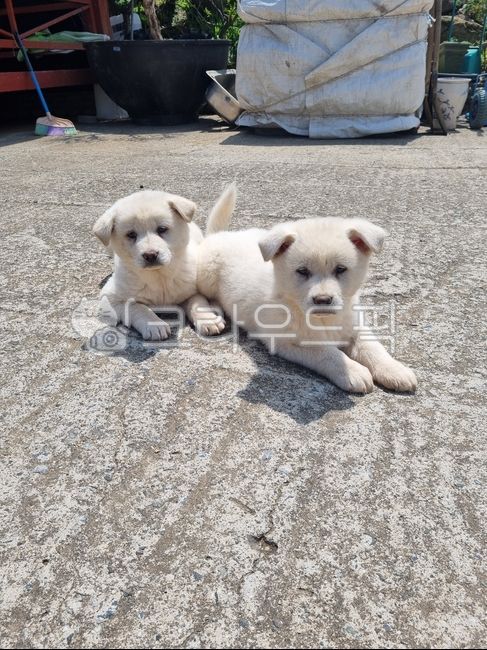 시골강아지,새끼강아지,동물,dog,puppy,똥개