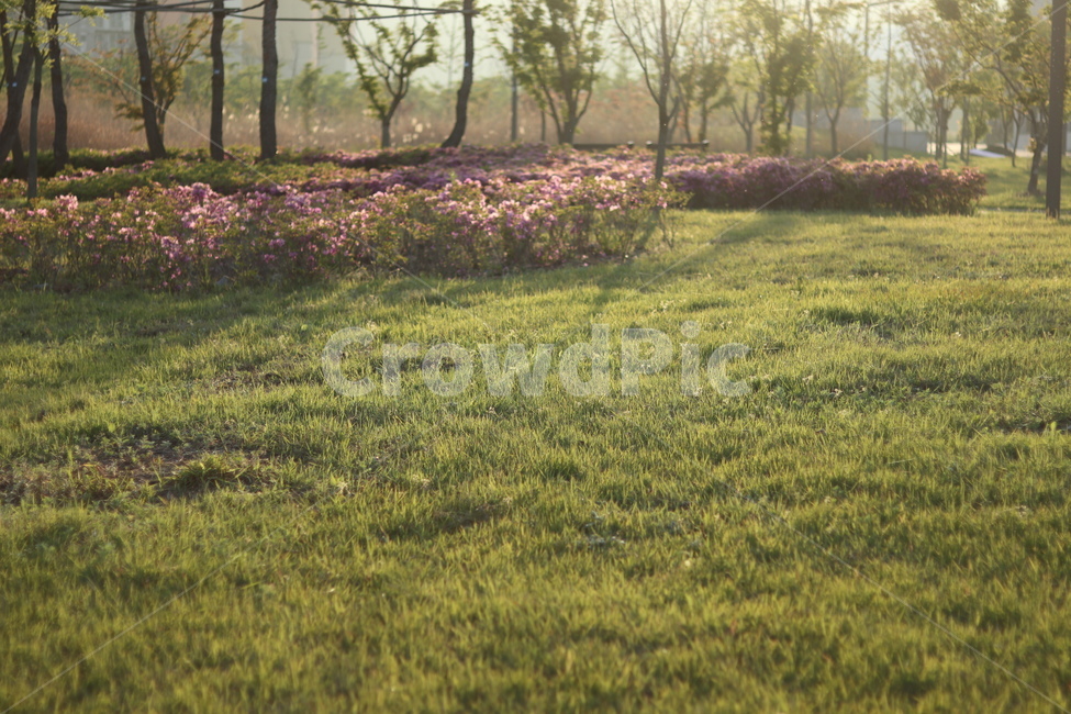 조팝나무,봄,빛,아침,연두,자연,풍경,nature,landscape,한국자연풍경,한국자연경관,korea nature landscape,plant,식물,grass,잔디,outdoors,옥외,field,들,grassland,목초지