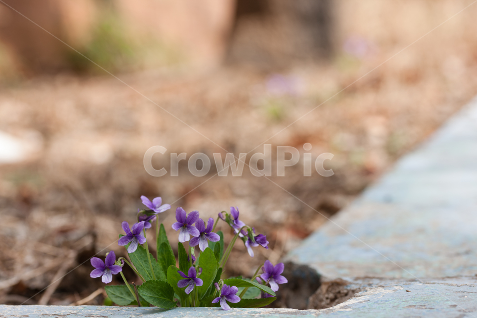 flowers,꽃,봄,spring,botanical,식물,자연,plants,nature,꽃,flower