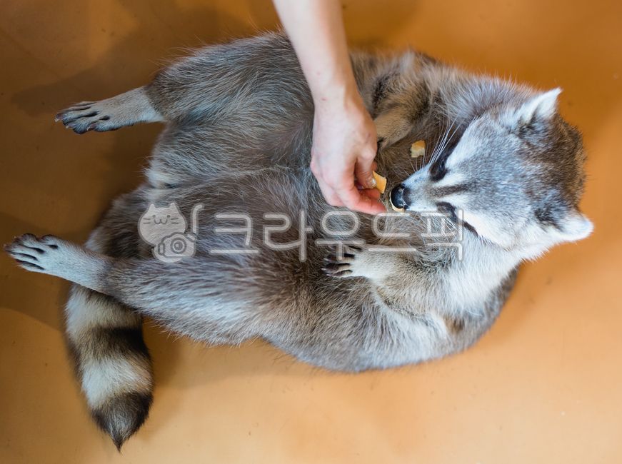 동물,카페,먹이주기,라쿤,동물카페,펫카페,귀여운,cute,너구리,동물,animal