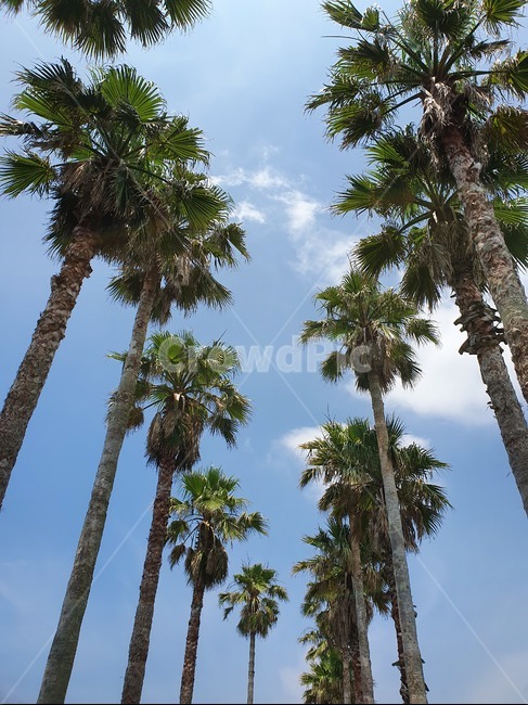 제주,열대,날씨,야자수,여름,배경,올레길,휴가