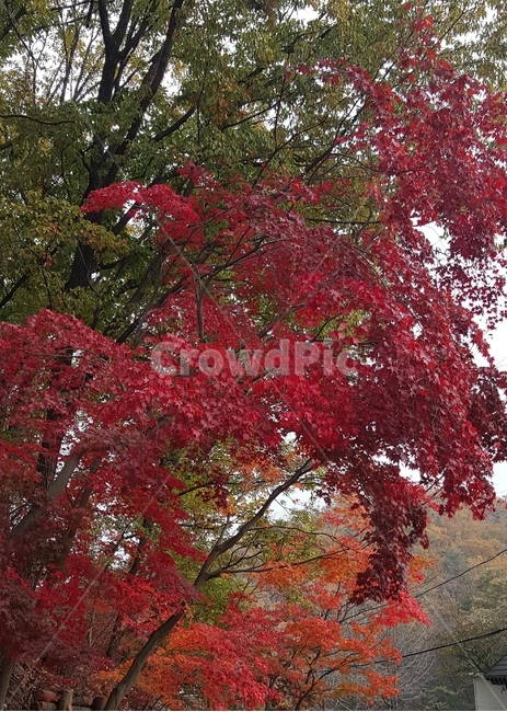 단풍,단풍나무,도봉산,북한산국립공원,산,국립공원,나무,가을,계절,fall,autumn,season,자연,풍경,nature,landscape,tree,plant,식물,leaf,잎,maple
