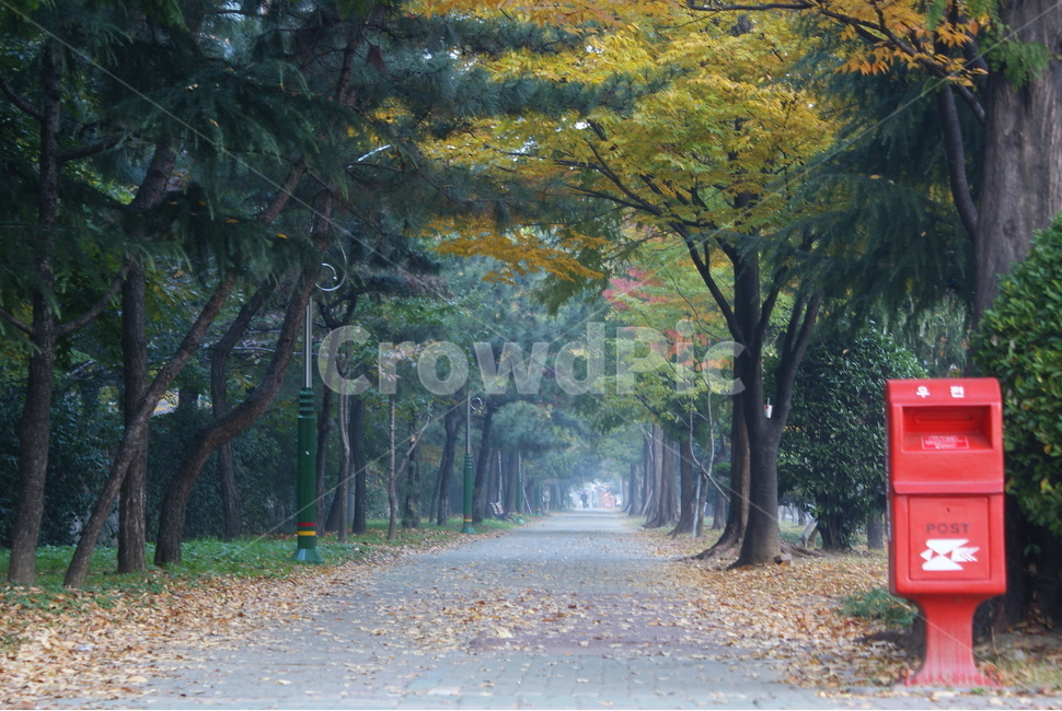 우체통,가을,가로수,낙옆,사람없음,가을,계절,fall,autumn,season,감성,sensible,feeling,tree,나무,tree trunk,나무 줄기,plant,식물