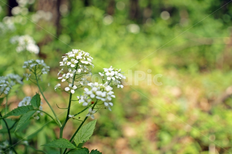 꽃,flower,풍경,landscape,봄,spring,계절,season,자연,생동감,fresh,nature,숲,forest,감성,꿀벌,곤충,식물,자연,plants,nature,꽃,flower