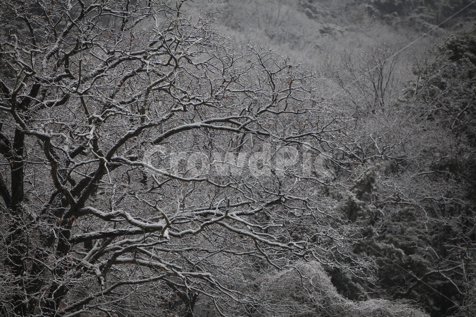 소경,눈,nature,자연,계절,outdoors,옥외,snow,식물,겨울,겨울,계절,winter,season