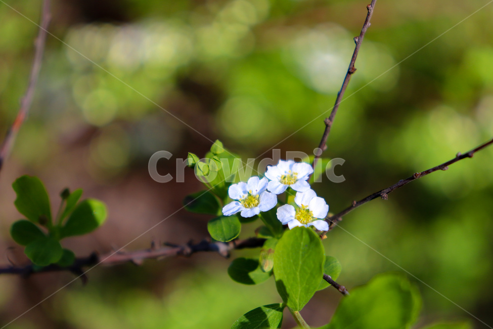 꽃,flowers,식물,꽃나무,geranium,flower,제라늄,plant,나무,tree,봄,spring,weather