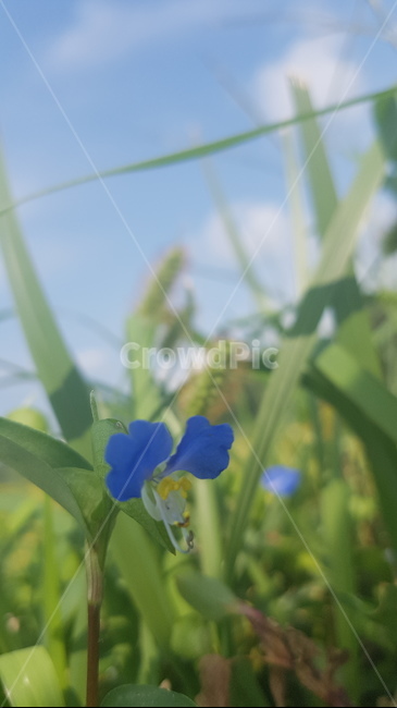 여름,여름풍경,여름꽃,꽃,시골풍경,야생화,풀,여름배경