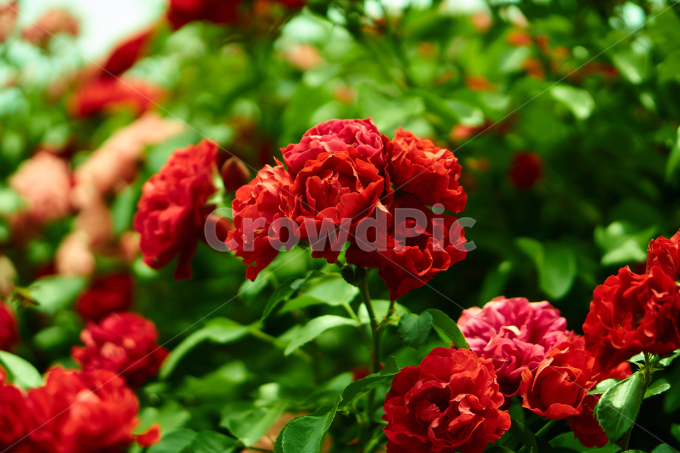 장미,꽃,접사,생화,화분,plant,nature,flower,초접사,redflower,rose,붉은장미,붉은꽃,redrose
