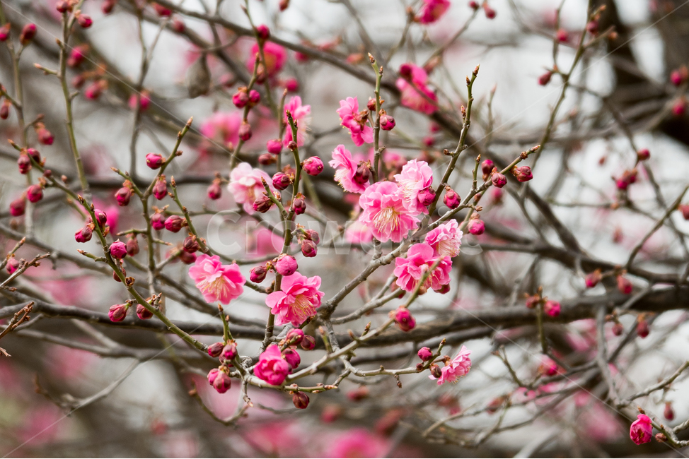 봄,자연,꽃,풍경,맑은날,봄,계절,spring,season,식물,자연,plants,nature,꽃,flower,plant,blossom