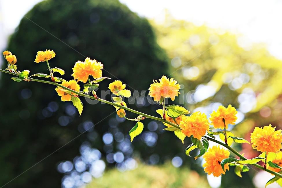 꽃,봄꽃,봄,공원,자연,배경,식물,자연,plants,nature,꽃,flower