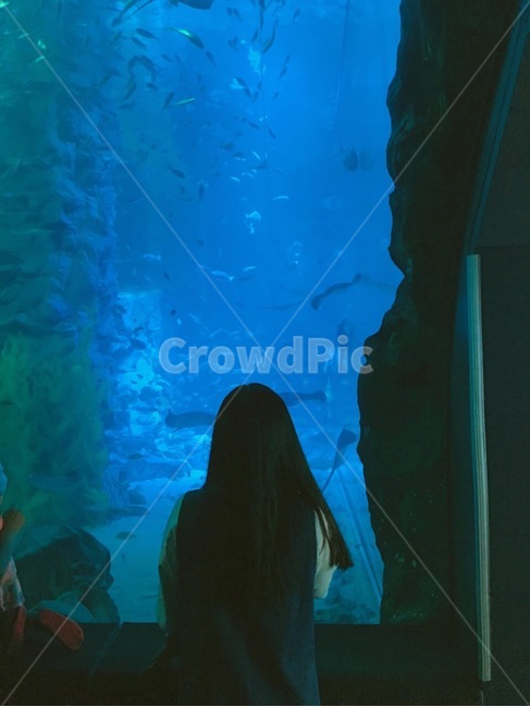 아쿠아리움,부산,해운대,aquarium,sea