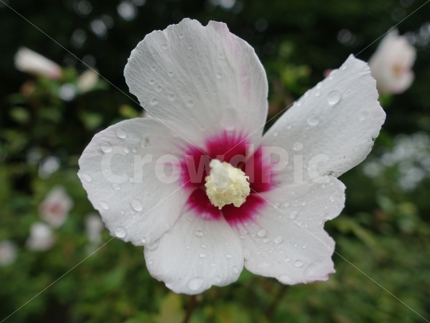 무궁화,꽃,자연,비,여름,식물,자연,plants,nature,꽃,flower