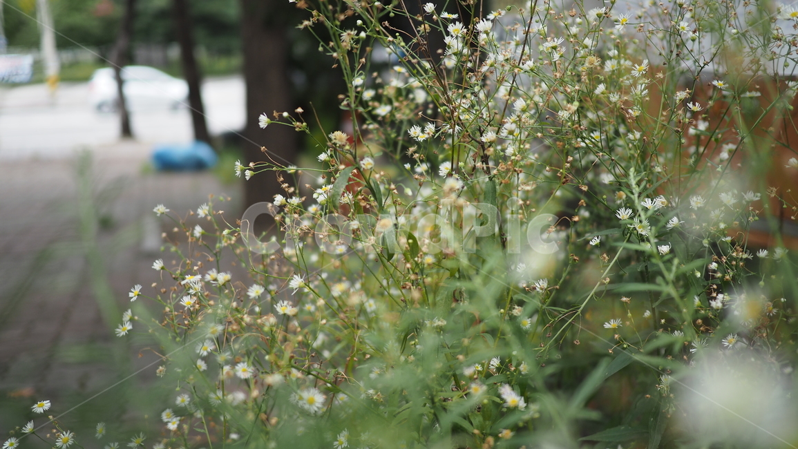 야생화,꽃,야생식물,wildflower,flower