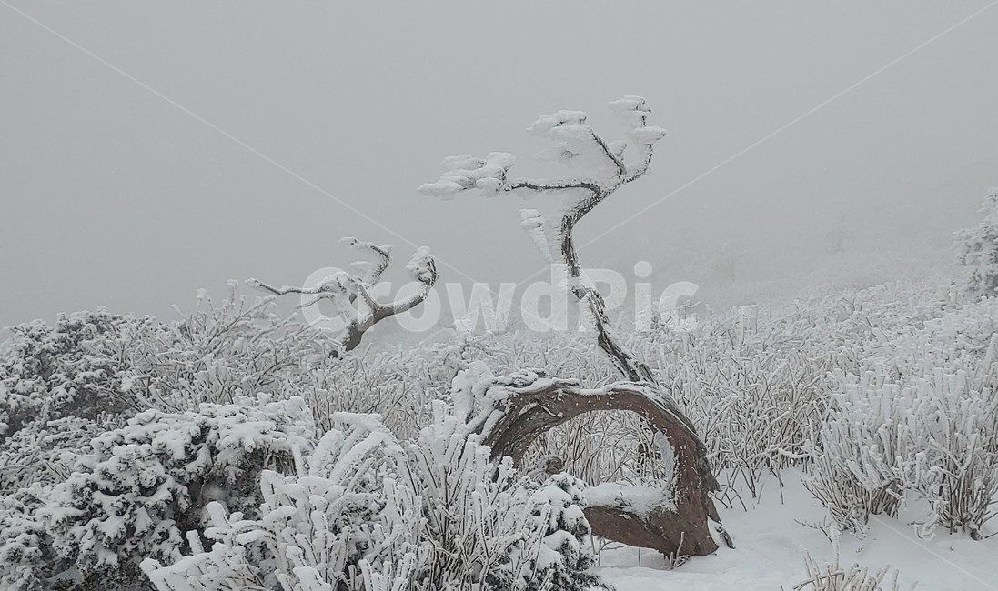 산,설경,풍경,겨울,나무,겨울,계절,winter,season,식물,자연,plants,nature,나무,trees,wood
