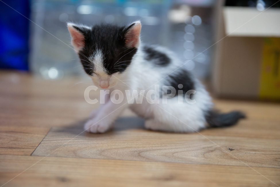 고양이,아기고양이,pet,새끼고양이,cat,귀여운고양이,kitten,kitty,cutecat,동물,animal,포유류,mammal,고양이,cat,kitten,kitty