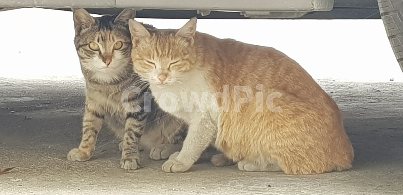 고양이,커플,냥이,동물,친구