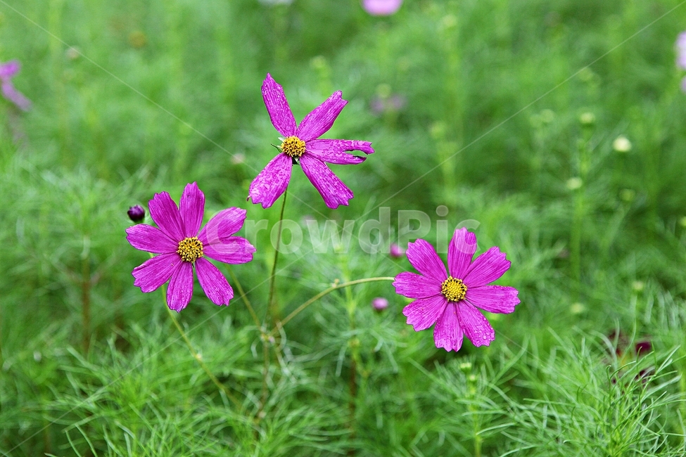 코스모스,꽃,꽃잎,식물,자연,가을,가을꽃,공원,식물,자연,plants,nature,꽃,flower