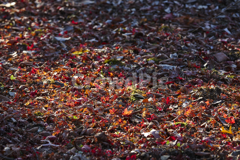 낙엽,늦가을,오후,단풍잎,바닥,ground,식물,plant,leaf,잎,가을,계절,fall,autumn,season