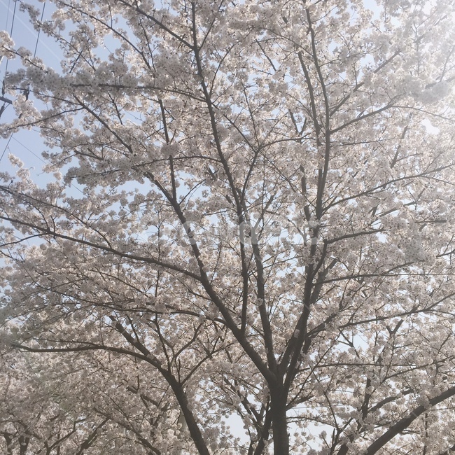 봄,벚꽃,따스한,나무,햇살,봄,계절,spring,season,plant,식물,tree