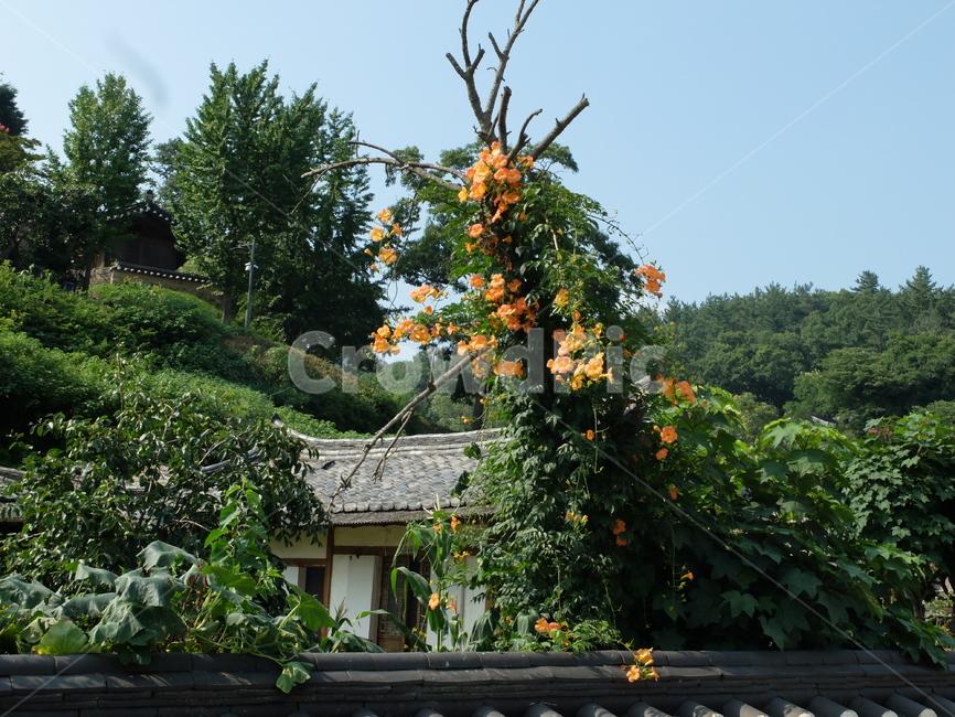전통,전통마을,풍경,양동마을,능소화,한국전통,한국문화,korean traditional,korean culture,건축물,건물외관,exterior,building,structure,architecture,construction