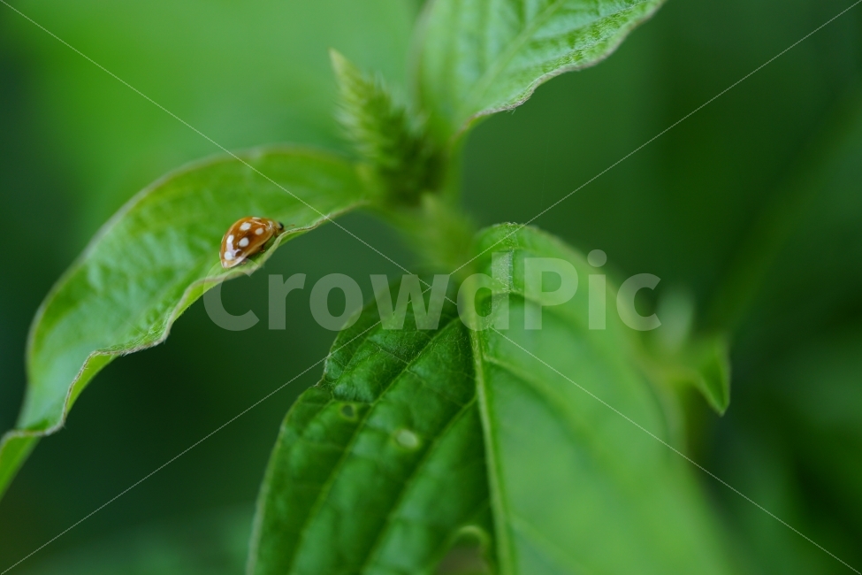 무당벌레,곤충,잎사귀,이파리,식물,자연,나무,동물,nature,insect,tree,벌레,animal,여름,summer,감성,감성사진,힐링,힐링사진,느낌,분위기,생명,접사,macro,스냅,스넵,snap,동물,animal,곤충,벌레,insect,bug
